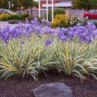 Pallida Variagata Gold Iris