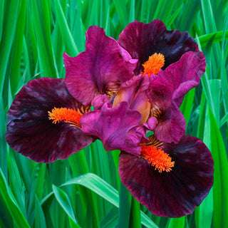 Outspoken Dwarf Bearded Iris Seeds
