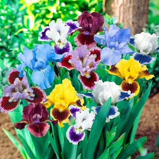 Dwarf Bearded Iris Mixture