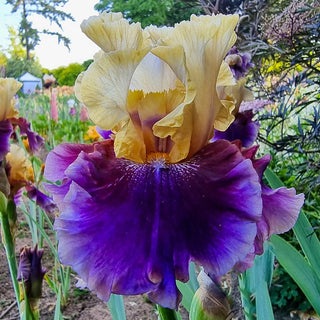 Final Episode Reblooming Bearded Iris Seeds