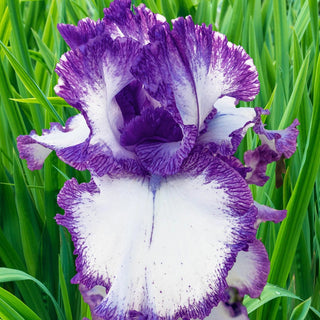 Presby's Crown Jewel Bearded Iris Seeds