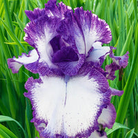 Presby's Crown Jewel Bearded Iris Seeds