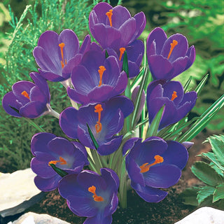 Flower Record Giant Dutch Crocus Seeds