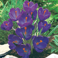 Flower Record Giant Dutch Crocus Seeds