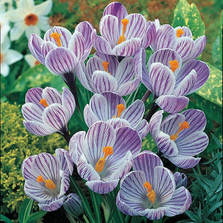 Pickwick Giant Dutch Crocus Seeds