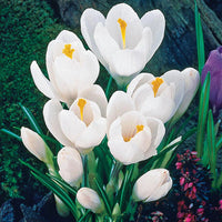 Jeanne d'Arc Giant Dutch Crocus Seeds