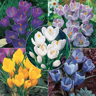 Giant Dutch Crocus Collection Seeds