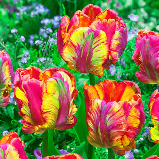 Rainbow Parrot Tulip Seeds