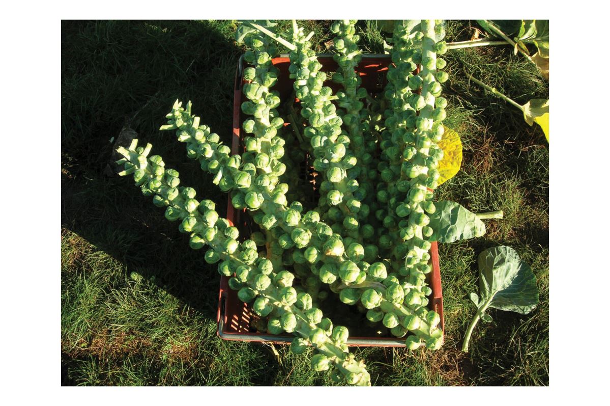 Churchill – Brussels Sprout Seed