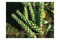 Churchill – Brussels Sprout Seed