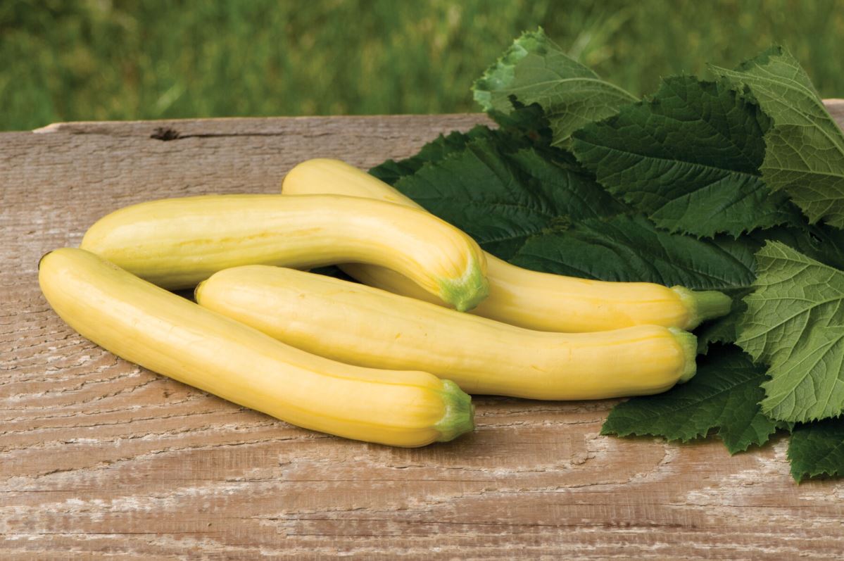 Slick Pik? YS 26 – Yellow Summer Squash Seed