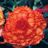 Prima Donna Begonia Yellow with Red Picotee