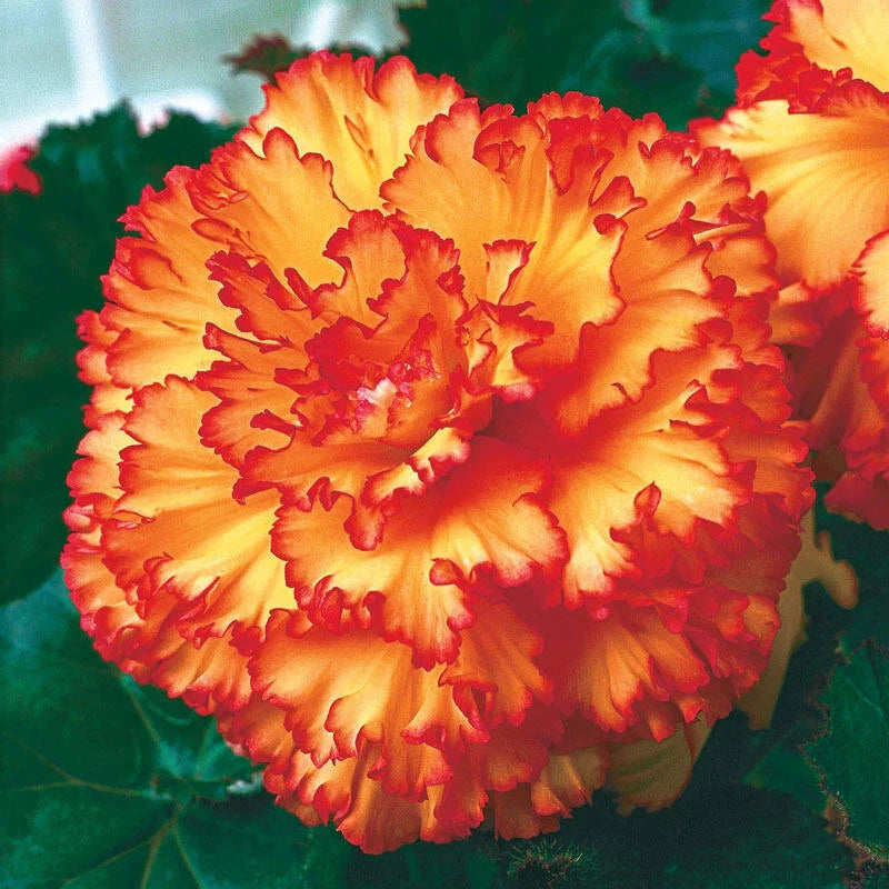 Prima Donna Begonia Yellow with Red Picotee