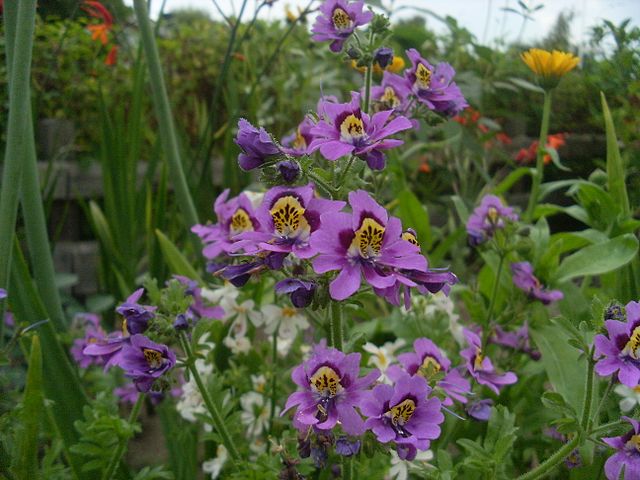Heirloom Schizanthus Tinkerbell Flower Seeds for Planting, Non-GMO - Schizanthus for planting in home garden
