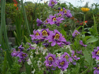 Heirloom Schizanthus Tinkerbell Flower Seeds for Planting, Non-GMO - Schizanthus for planting in home garden