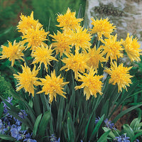 Rip Van Winkle Daffodil Seeds