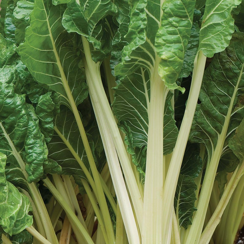 Fordhook Giant – Swiss Chard Seed