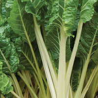 Fordhook Giant – Swiss Chard Seed