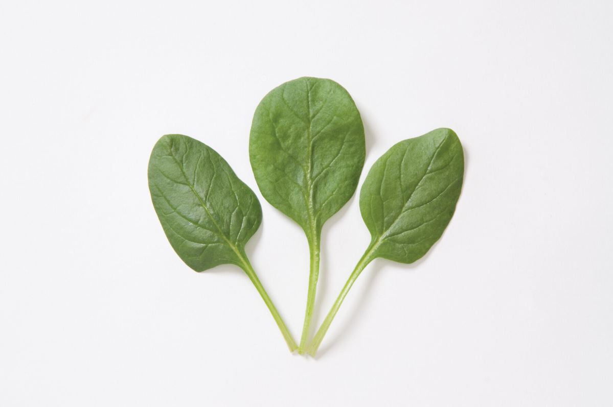 Space – Spinach Seed