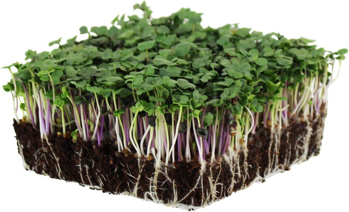 Kale – Organic Microgreen Seed