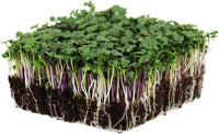 Kale – Organic Microgreen Seed
