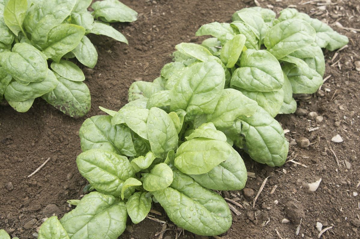 Reflect – Spinach Seed