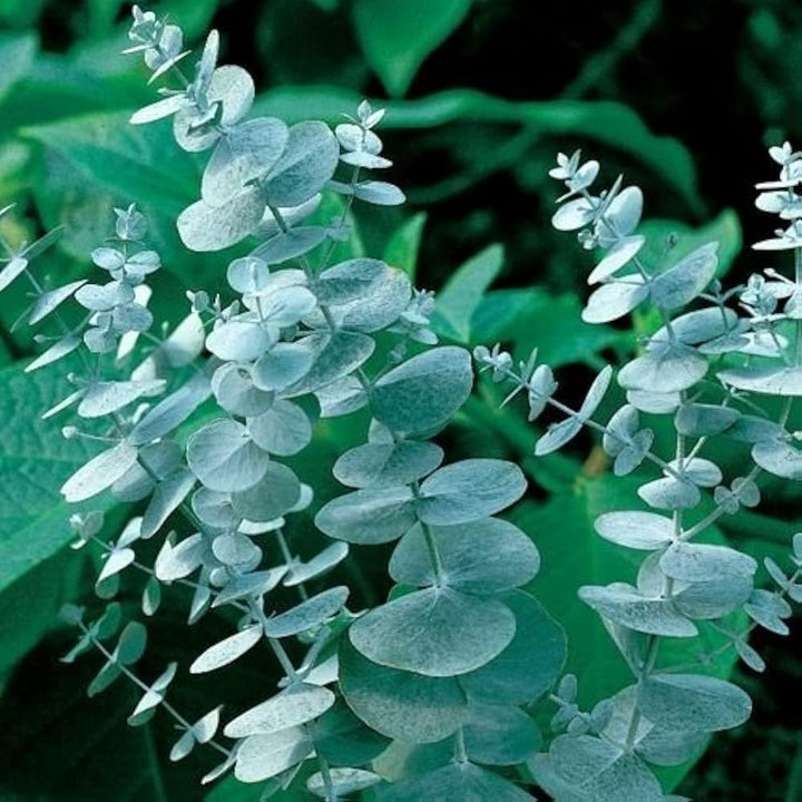 White Perennial Eucalyptus Silver Dollar Tree Seeds for Planting