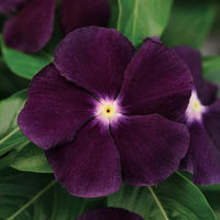 Vinca Flower Seeds for Planting - 100
