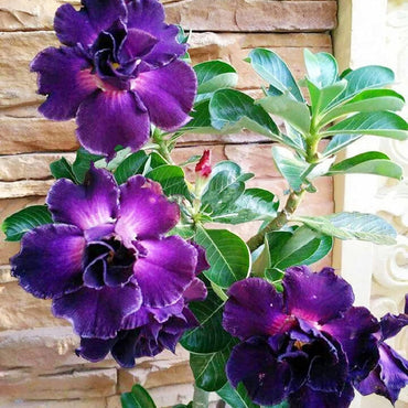 Organic Purple Adenium Flower Seeds for Planting – Heirloom, Non-GMO