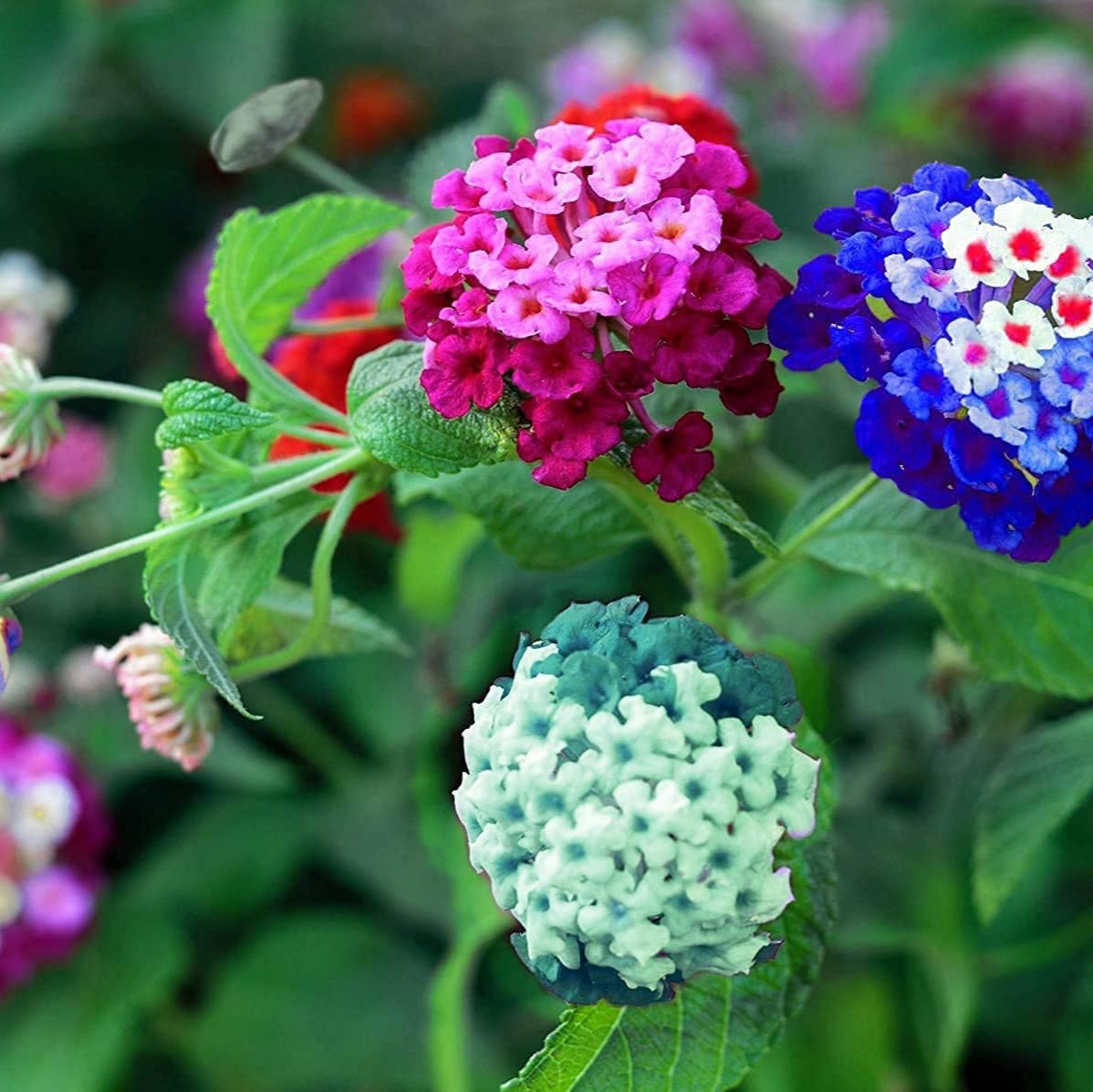 Lantana (Lantana scientific name) for planting in garden
