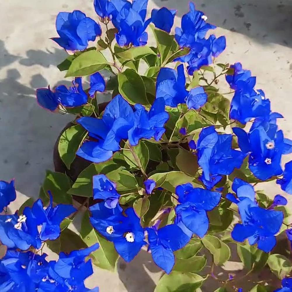 Blue Bougainvillea Climbing Flower Seeds for Planting – Heirloom & Non-GMO Vibrant Vine Seeds - Bougainvillea for planting in home garden