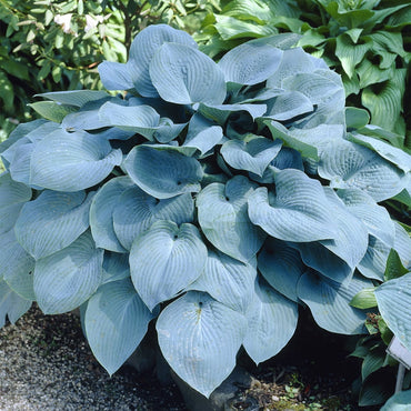 Canadian Blue Hosta