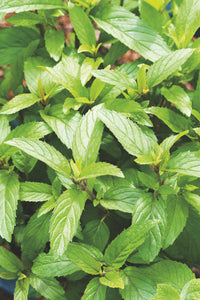 Peppermint Seed