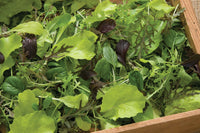 Premium Greens Mix – Vegetable Seed