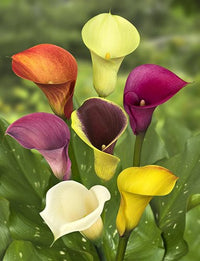 Chic n Sassy Calla Lily Mixture