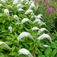 Gooseneck Loosestrife