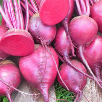 Merlin – Beet Seed