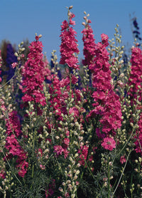 QIS? Carmine – Larkspur Seed