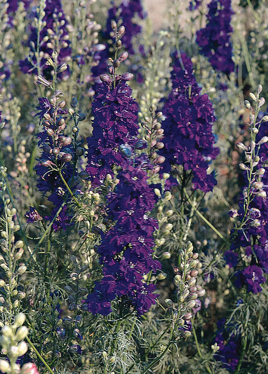 QIS? Dark Blue – Larkspur Seed