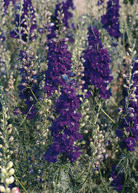 QIS? Dark Blue – Larkspur Seed