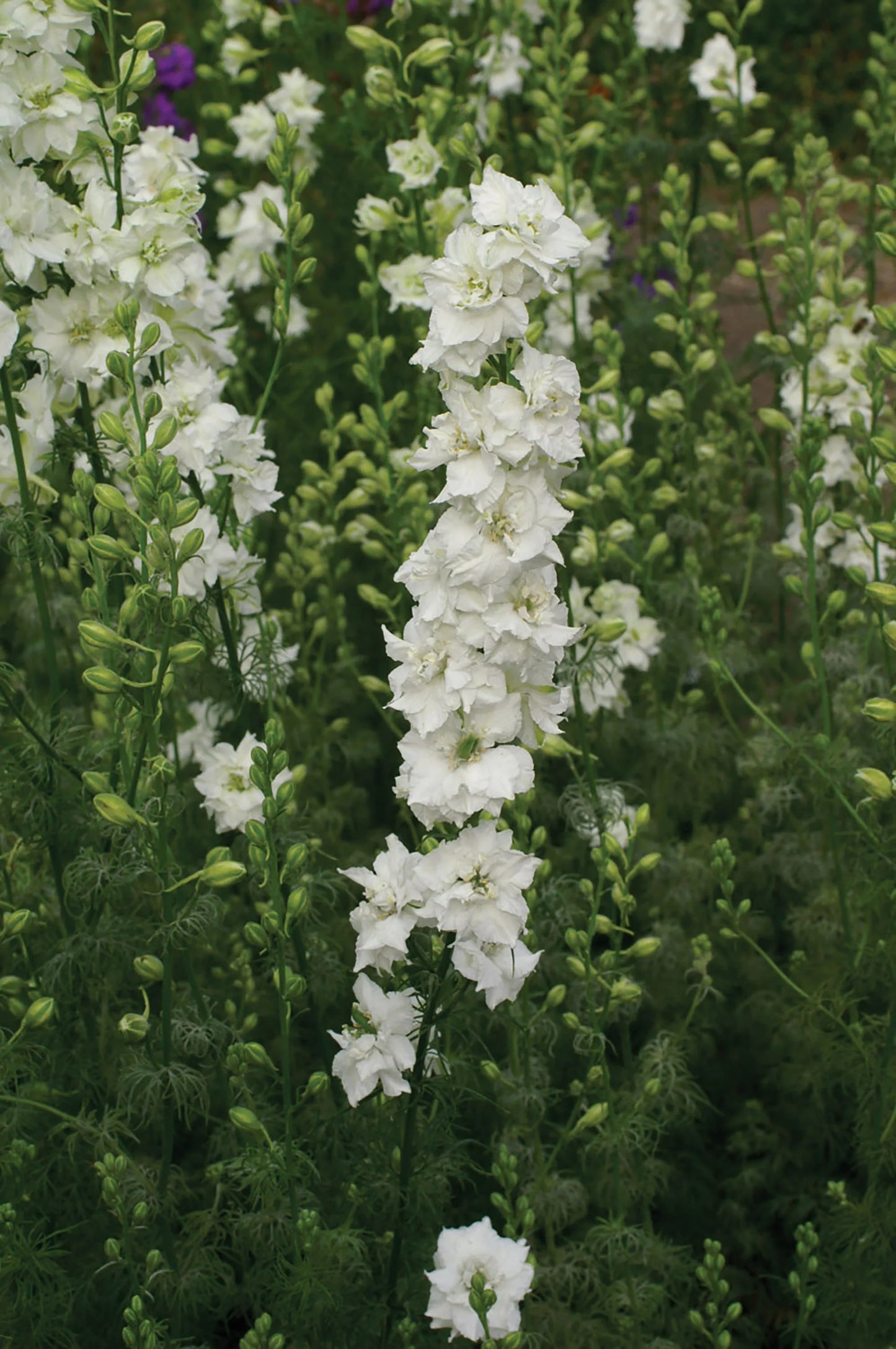 QIS? White – Larkspur Seed
