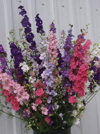 QIS? Larkspur Formula Mix – Larkspur Seed