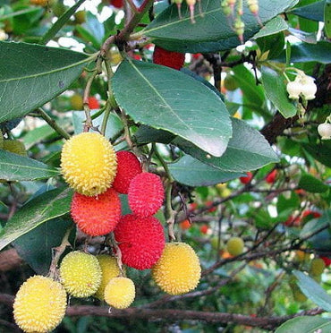Strawberry Tree