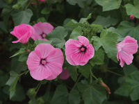Rose Mallow- Silver Cup