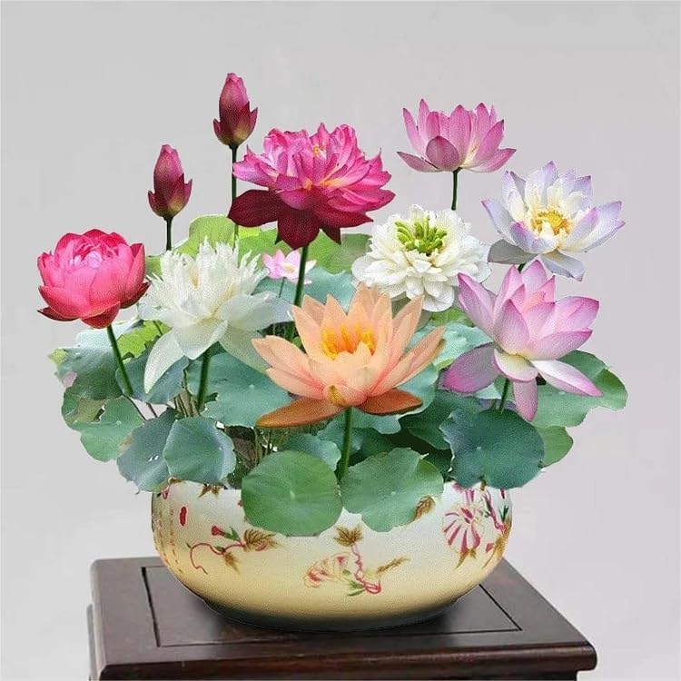 Lotus Lily Collection Seeds