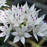 Graceful Beauty Allium Seeds