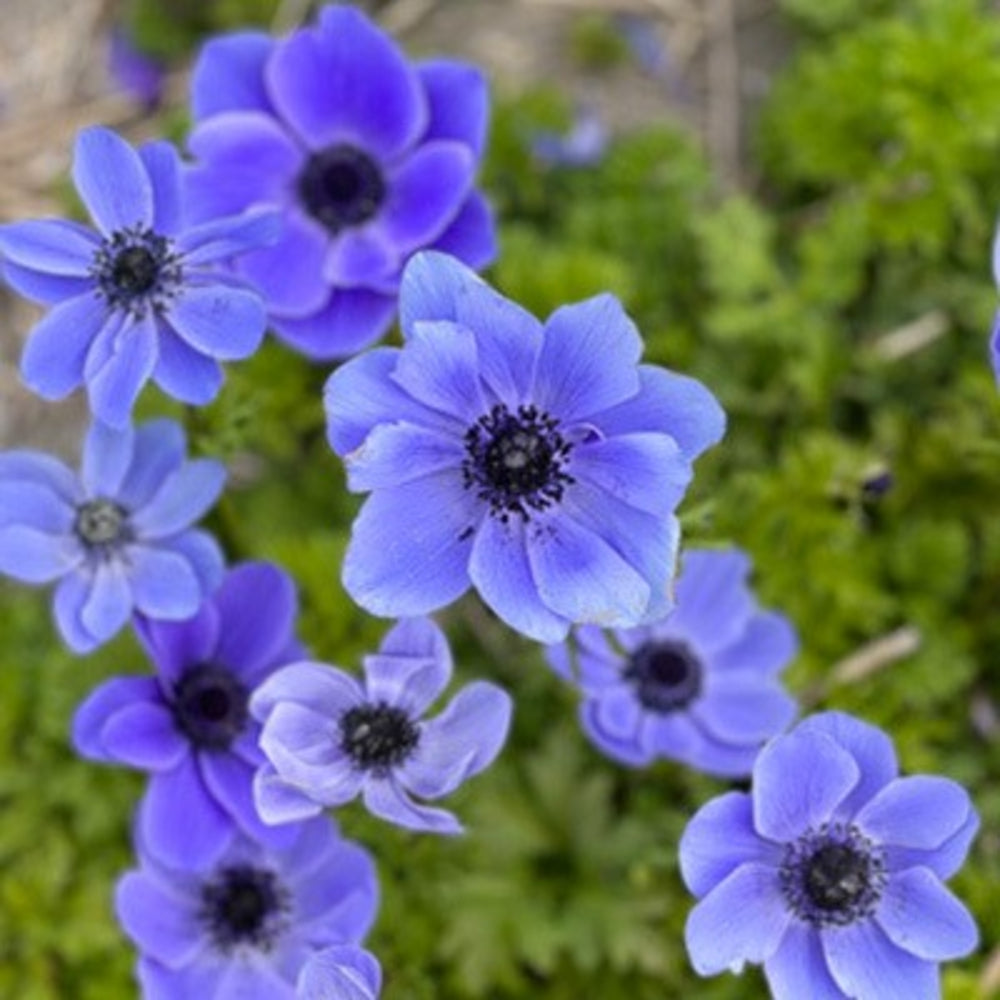 Mr. Fokker Anemone Seeds