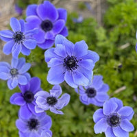 Mr. Fokker Anemone Seeds