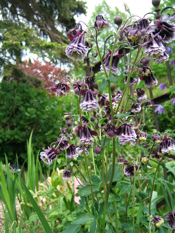 Heirloom Non-GMO Aquilegia Columbine Flower Seeds for Planting – Elegant Perennial Garden Blooms - Non-GMO for planting in home garden