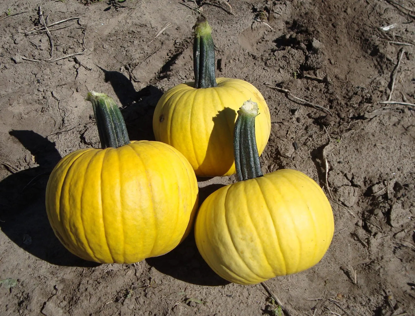 Sunlight PMR – Pumpkin Seed